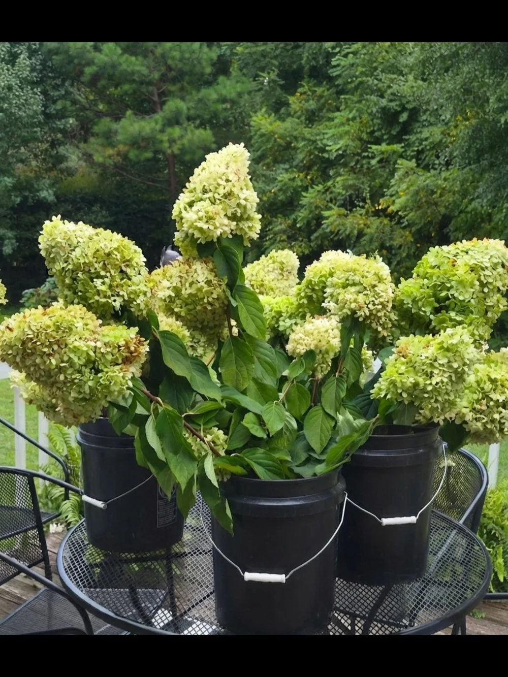 Bulk Set of 6 Natural Dried Limelight Hydrangea Stems | - Decorative Home Accent